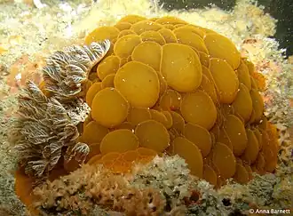 Doris wellingtonensis