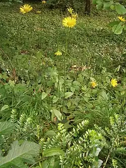 Wilde planten in Noordwest-Frankrijk
