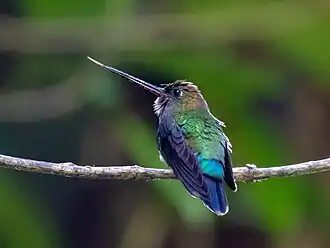 Groenvoorhoofdlancetkolibrie