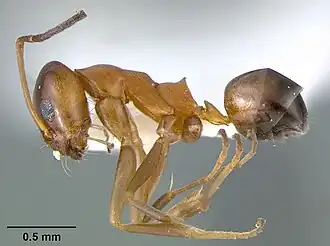 Dorymyrmex bossutus