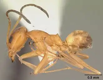Dorymyrmex bureni