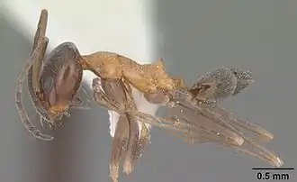 Dorymyrmex flavopectus