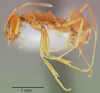 Dorymyrmex flavus