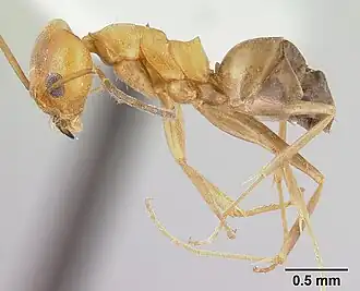 Dorymyrmex insanus