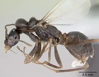 Dorymyrmex jheringi