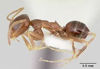 Dorymyrmex lipan