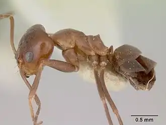 Dorymyrmex paiute