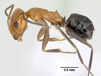Dorymyrmex pyramicus