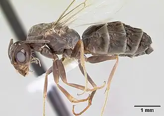 Dorymyrmex spurius