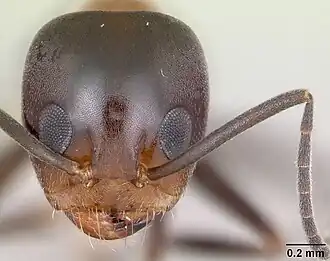 Dorymyrmex thoracicus
