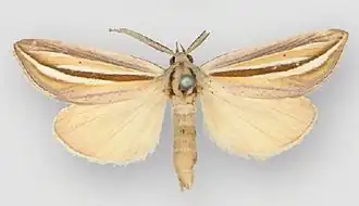 Doryodes insularia