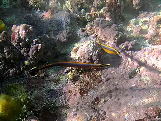 Doryrhamphus bicarinatus