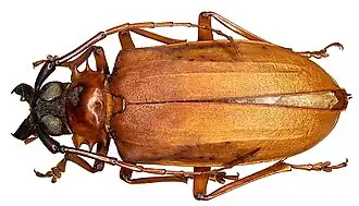 Dorysthenes granulosus