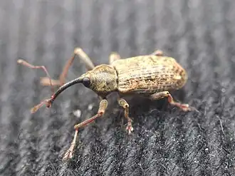 Langsprietpopulierensnuitkever