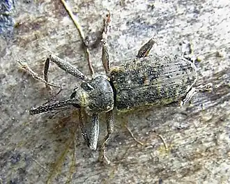 Langsprietpopulierensnuitkever