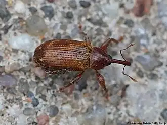 Gewone populierensnuitkever