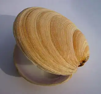 Dosinia anus uit Nieuw-Zeeland, a member of the Dosiniinae