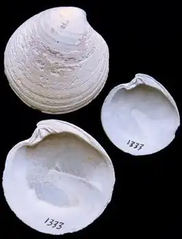 Dichtgestreepte artemisschelp