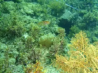 Dotalabrus aurantiacus