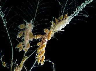 Veelstippige kroonslak