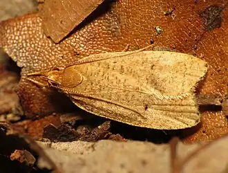 Psilocorsis reflexella