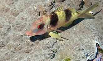 Parupeneus crassilabris