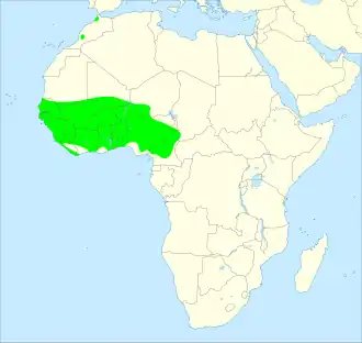 Barbarijse frankolijn