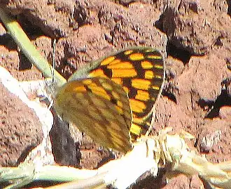 Colotis doubledayi