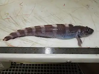 Lycodes eudipleurostictus