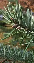 Naalden van Pseudotsuga menziesii var. menziesii