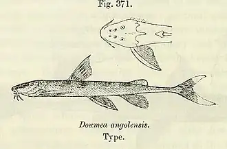 Doumea angolensis