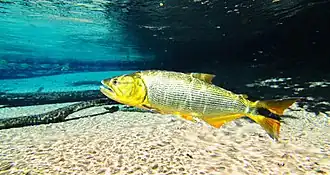 Salminus franciscanus