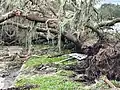 Ontwortelde bomen in Florida