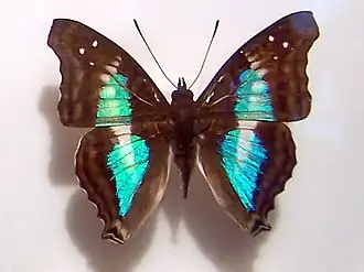 Doxocopa lavinia