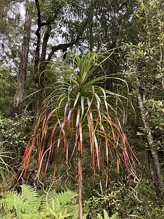 Dracophyllum elegantissimum
