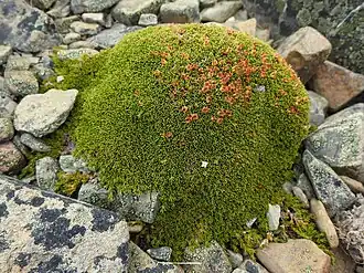 Dracophyllum muscoides