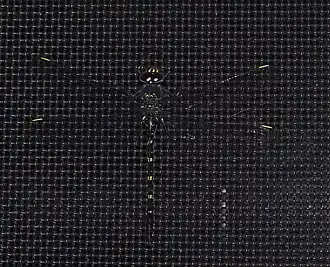 Austroaeschna anacantha