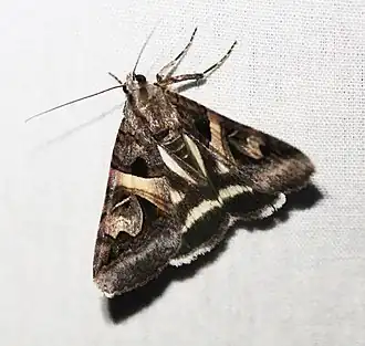 Synedoida grandirena