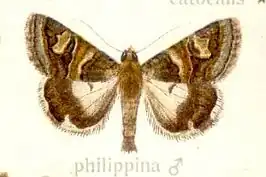 Drasteria philippina