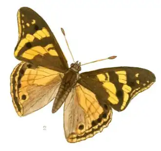 Apatura ulupi