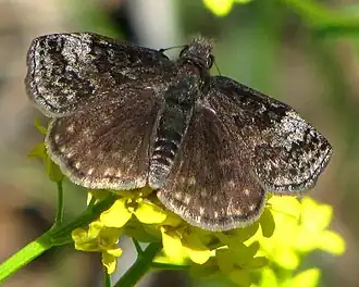 Erynnis icelus