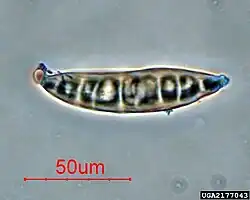 Conidium