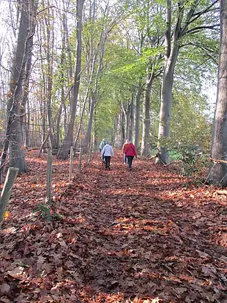 Dreef in de Lakebossen