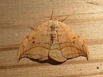 Drepana curvatula Bruine eenstaart