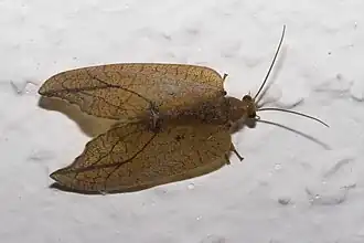 Drepanepteryx phalaenoides