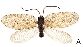 Drepanepteryx algida