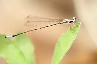 Drepanosticta carmichaeli