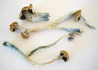 Gedroogde psilocybe-paddenstoelen, met de karakteristieke blauwe verkleuring aan hun steel.