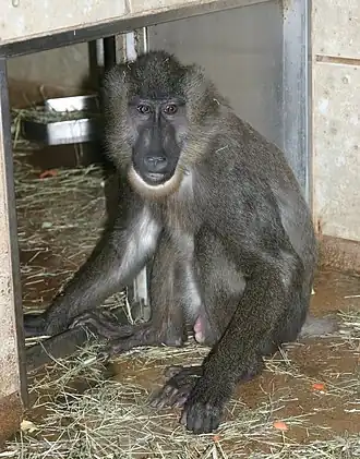 Een drilbaviaan in het Affenhaus