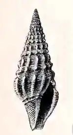 Drillia rosolina